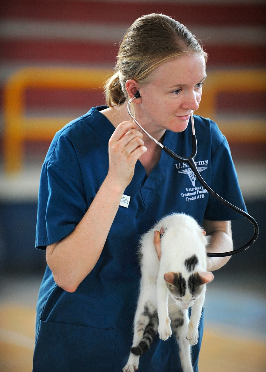 Veterinär undersöker katt.